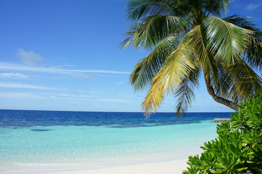 malediven strand palmboom