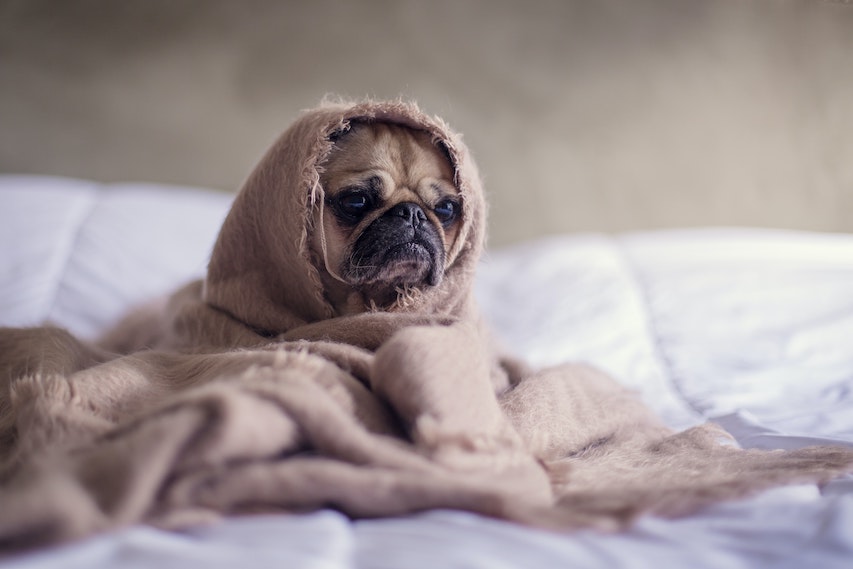herfstdip hond in een dekentje